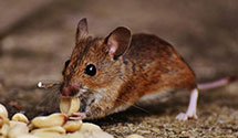 24 Hour & Emergency Exterminators in Edwards, IL